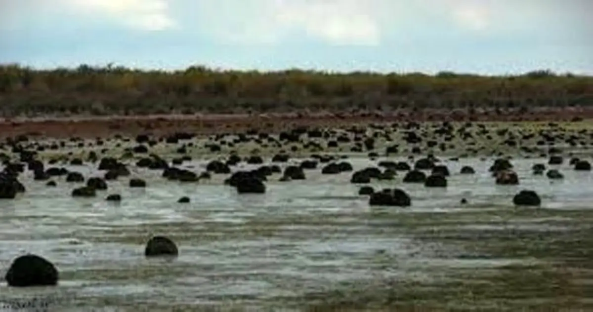 سایه خشکسالی بر تالاب های مازندران