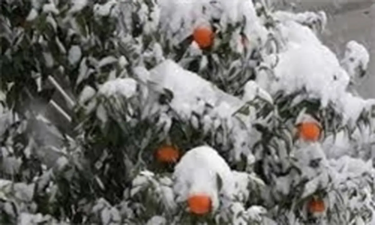 تنظیم بازار شب عید با ذخیره‌سازی مرکبات