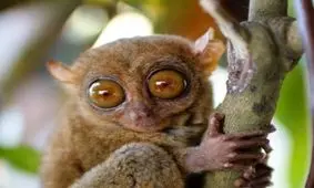 موجودات عجیب + عکس