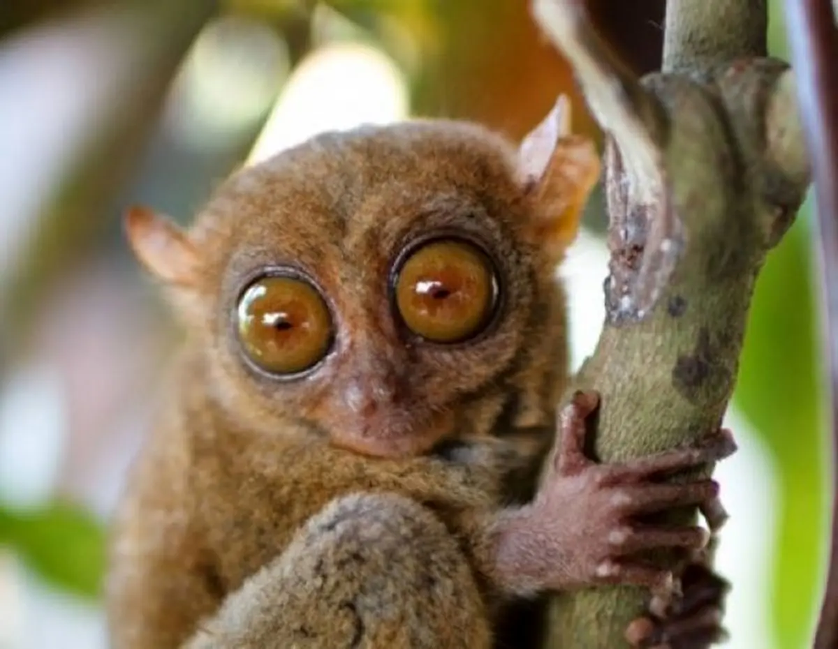 موجودات عجیب + عکس