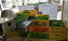 پشت پرده پیازهای سرخ کرده خانگی و مغازه های سبزی خرد کن