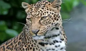 درخواست هنرمندان سرشناس حمایت از اجرای برنامه ملی پلنگ ایرانی