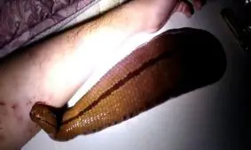 این مرد از غذا خوردن حیوان خانگیش فیلم گرفته است. از دیدن آن شوکه می‌شوید