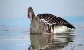 داستان مرگ غریبانه میهمانان زمستانی ایران+ فیلم