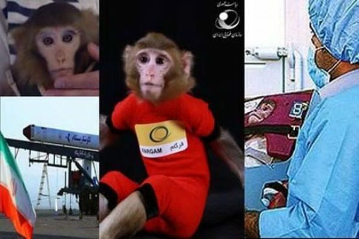 میمون‌های فضائی ایران ادامه نسل می دهند