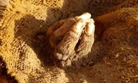 کشف اسکلت 68پسر در دیوار‌های ارگ بم/رسم پسرکشی در قدیم!؟