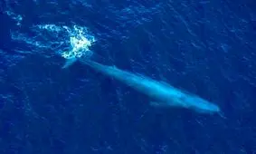 چالش نهنگ آبی تمام شد