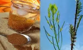 با خاکشیر این بیماریها را درمان کنید