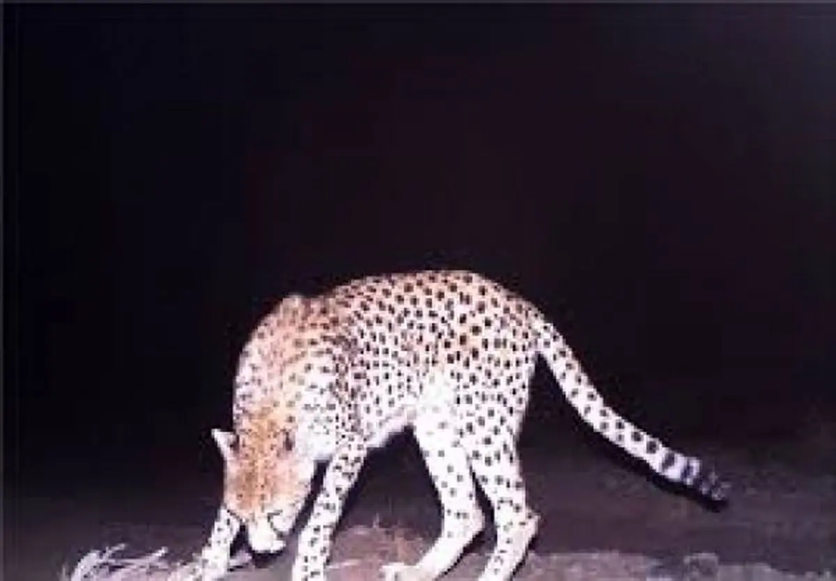 بیانیه شدیداللحن کلانتری درباره یوزهای میاندشت