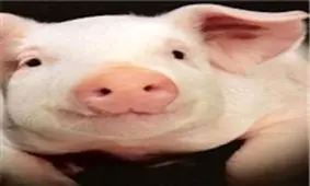 پیوند اعضای خوک به انسان انجام شدنی است؟