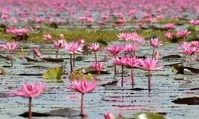 عجیب‌ترین دریاچه‌های جهان + تصاویر