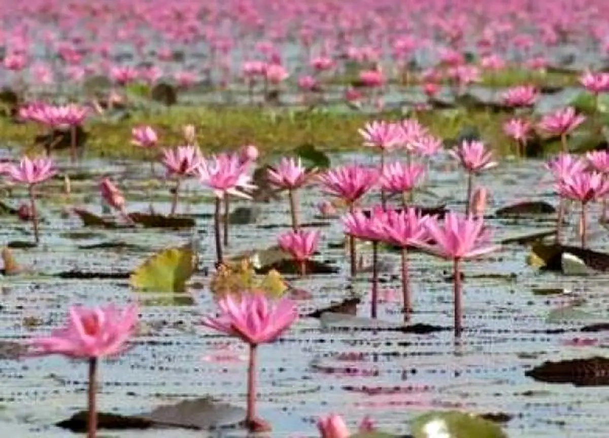 عجیب‌ترین دریاچه‌های جهان + تصاویر