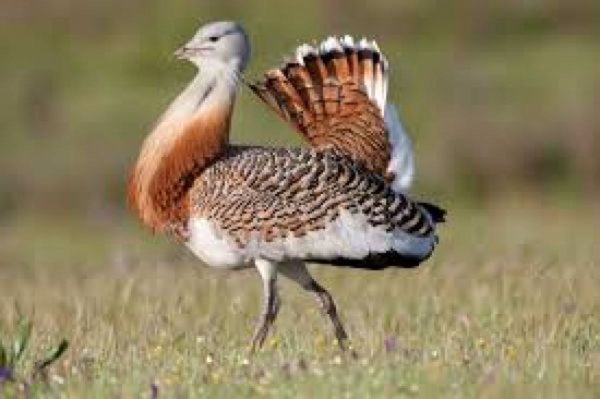 سنگین وزن‌ترین پرنده قادر به پرواز کشور در معرض خطر / کمتر از ۵۰ میش مرغ در کشور باقی مانده است