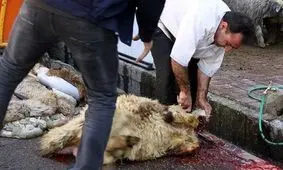 هشدار وزارت بهداشت درباره شیوع بیماری تب کنگو در محرم