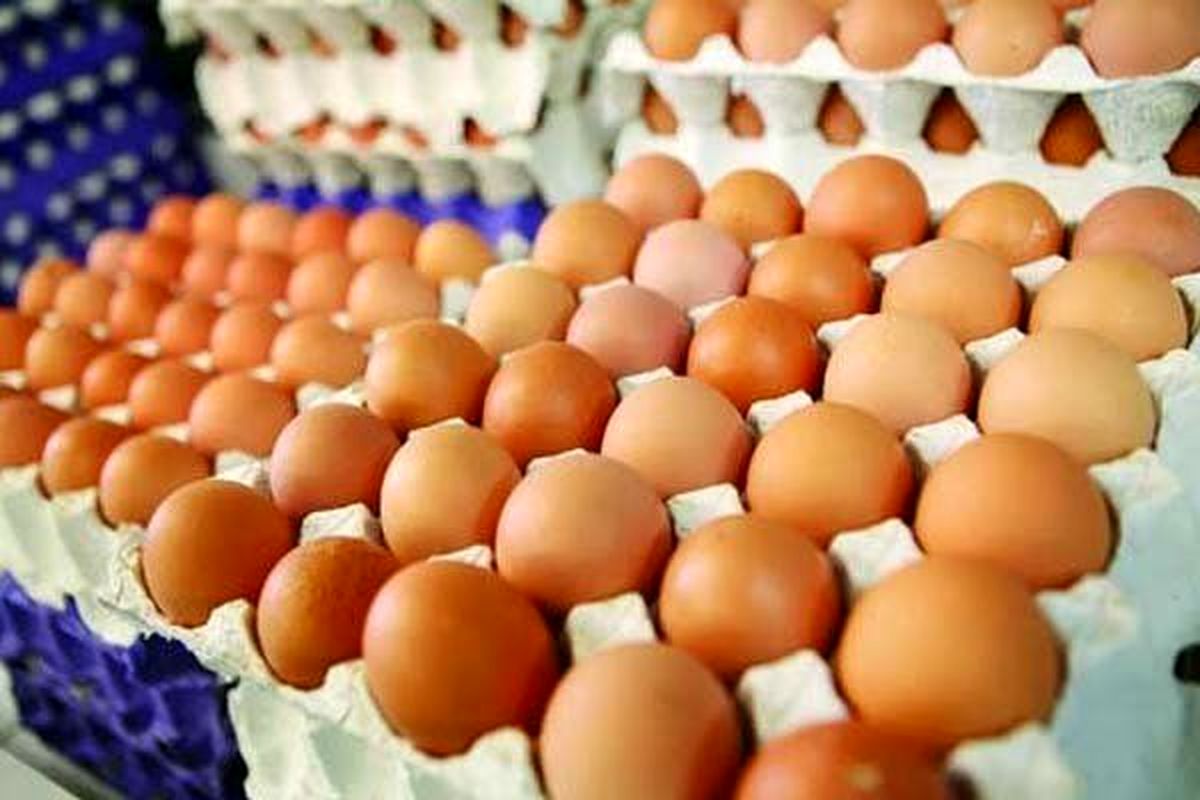 صادرات تخم مرغ از سر گرفته شد / کاهش قیمت تخم مرغ