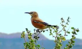 زاغ طلایی؛ پرنده‌‌ای ناشناخته در فلات ایران