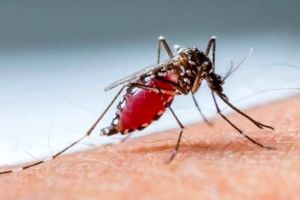 هشدار دانشمندان درباره «اَبَر مالاریا» در جنوب شرقی آسیا