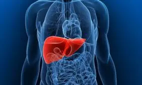 علائم «کبد چرب»/ رژیم غذایی درمانی در طب سنتی