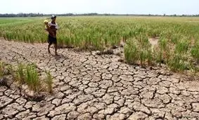 تولید غذا در سال 2050 چقدر است؟