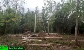 قطع درختان در پارک جنگلی بزچفت بابل