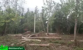 قطع درختان در پارک جنگلی بزچفت بابل