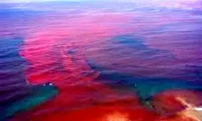 مشاهده "کشند سرخ" در سواحل چابهار