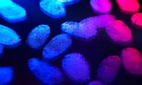 فناوری تازه برای شناسایی جنسیت مظنونین