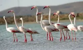 تالاب زریبار مریوان میزبان فلامینگوهای مهاجر