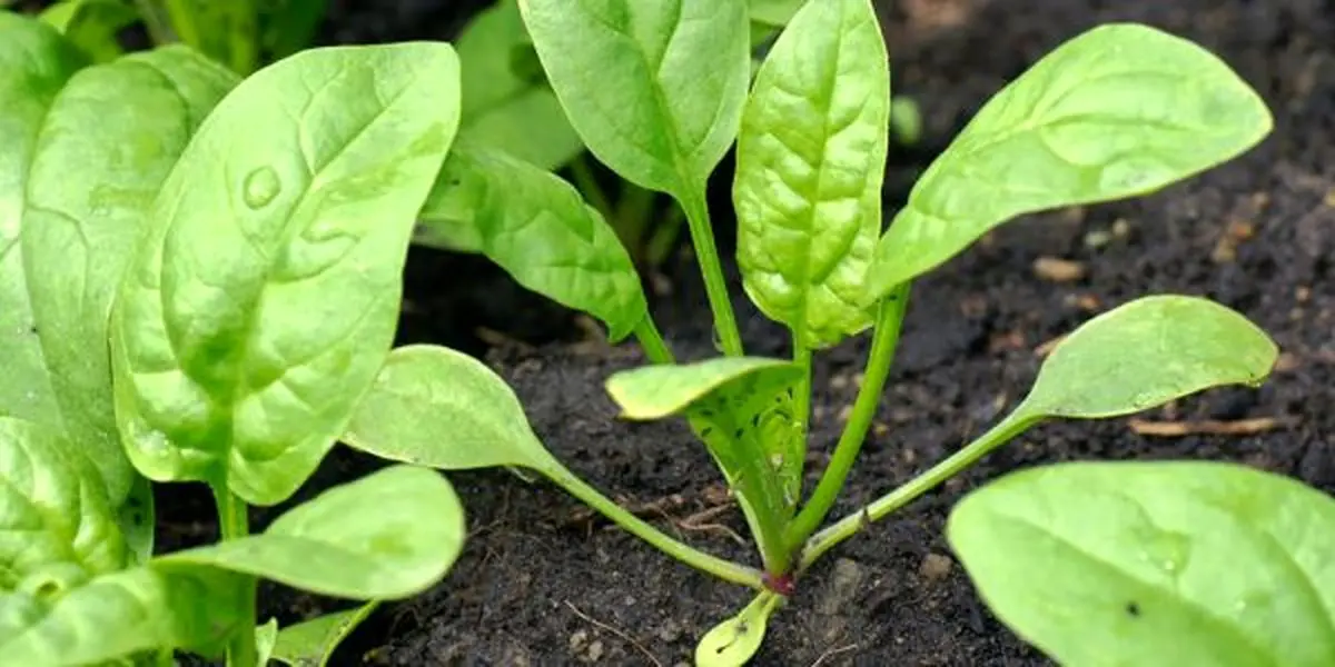 سبزی پرخاصیتی که مانند بوتاکس عمل می‌کند