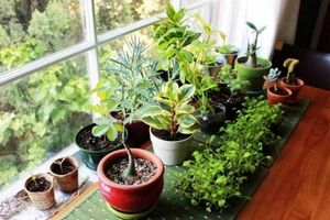 گیاهانی که انرژی مثبت را به خانه تان می آورند