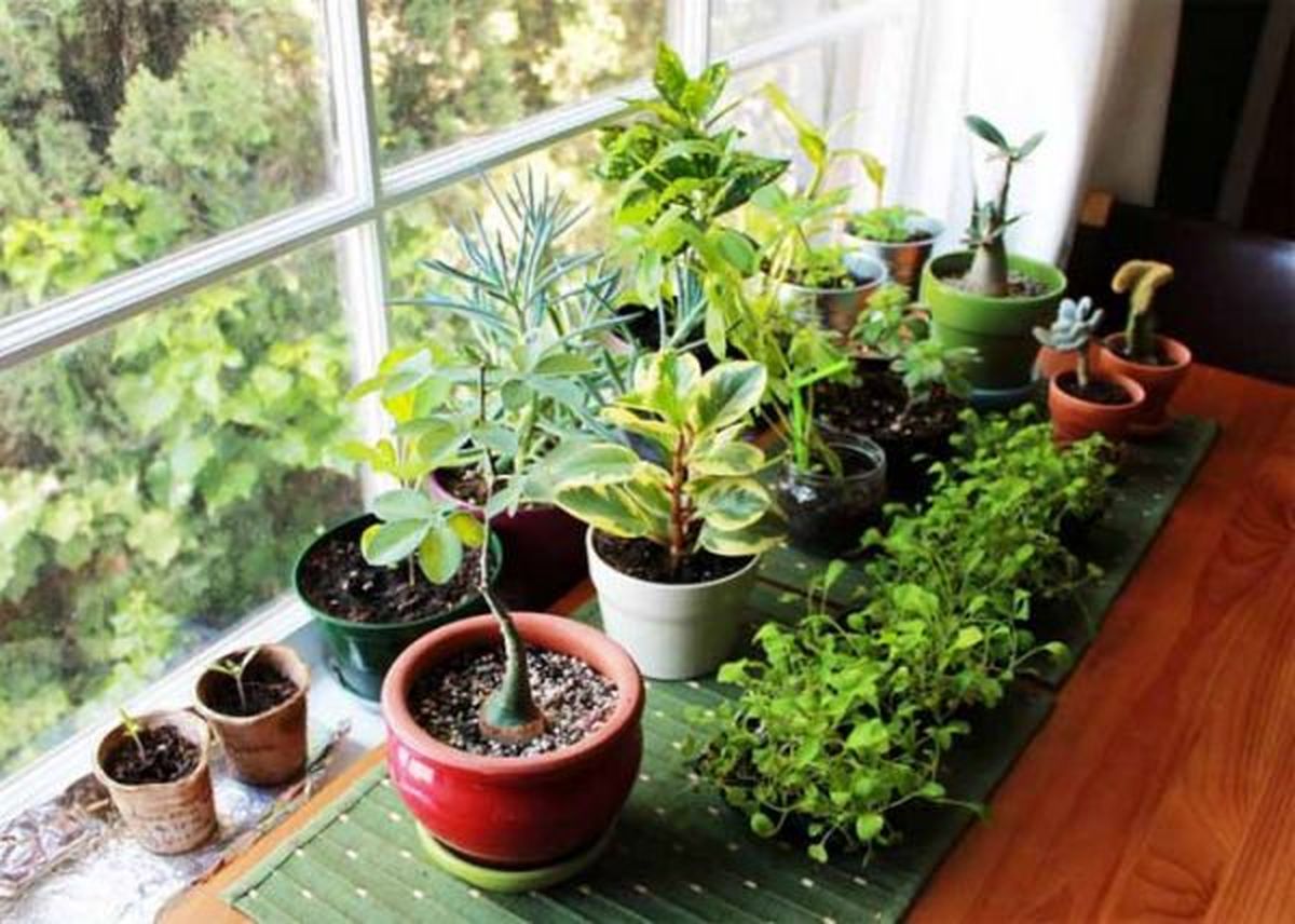 گیاهانی که انرژی مثبت را به خانه تان می آورند