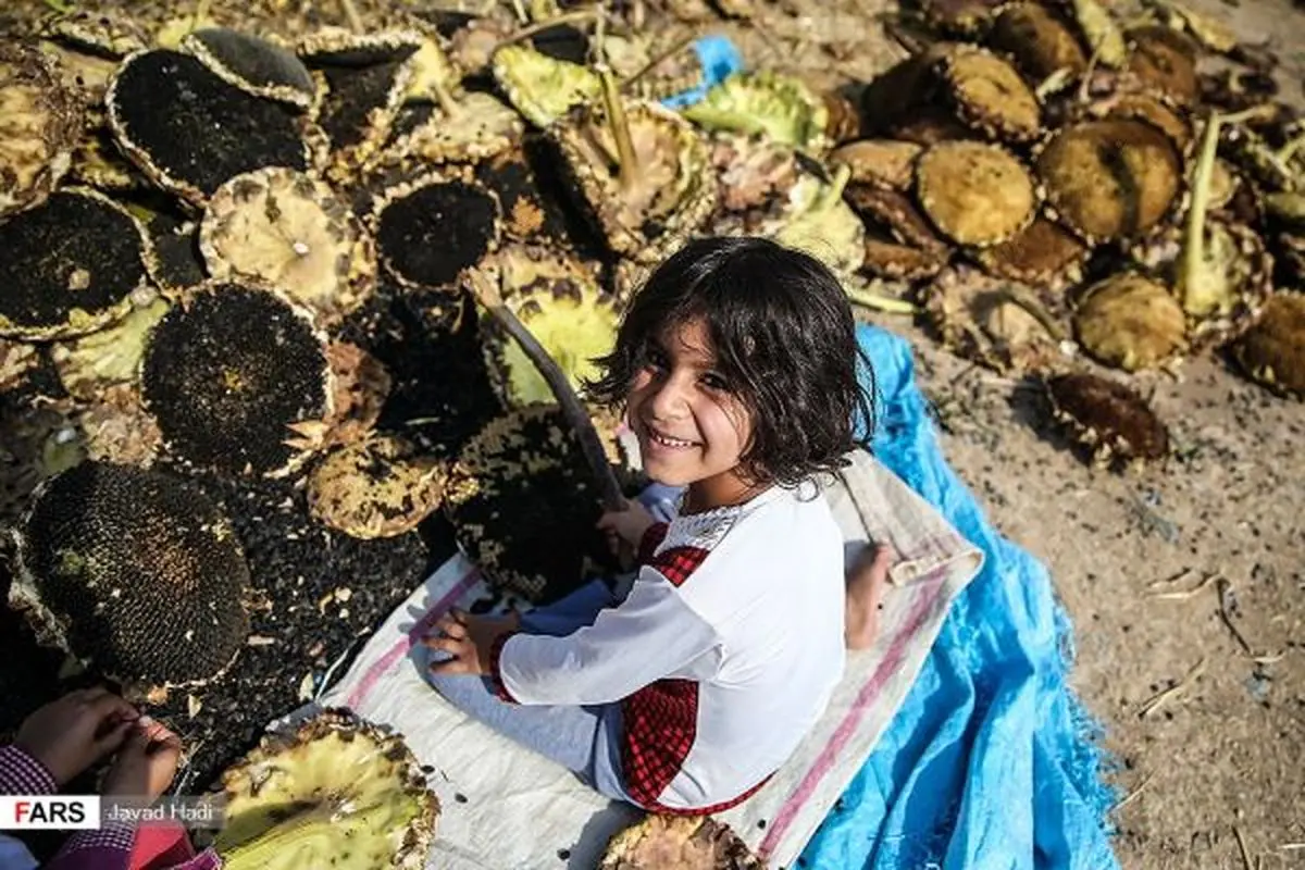 گزارش تصویری/ برداشت گل آفتابگردان و تخمه سیاه