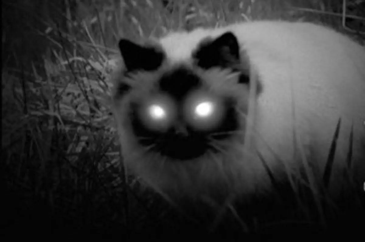 نانو در خدمت فناوری ساخت دوربین حرارتی