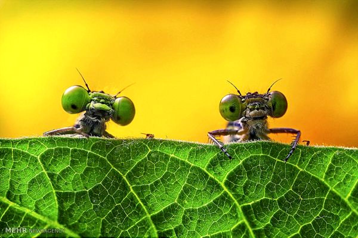 عکس هایی از «دنیای پنهان»