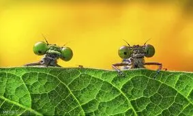 عکس هایی از «دنیای پنهان»