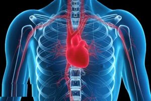 مهم‌ترین عامل ابتلا به بیماری قلبی چیست؟