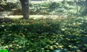 خسارت سنگین به باغداران اهر بر اثر وزش شدید باد