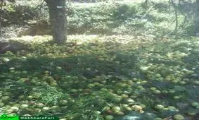 خسارت سنگین به باغداران اهر بر اثر وزش شدید باد