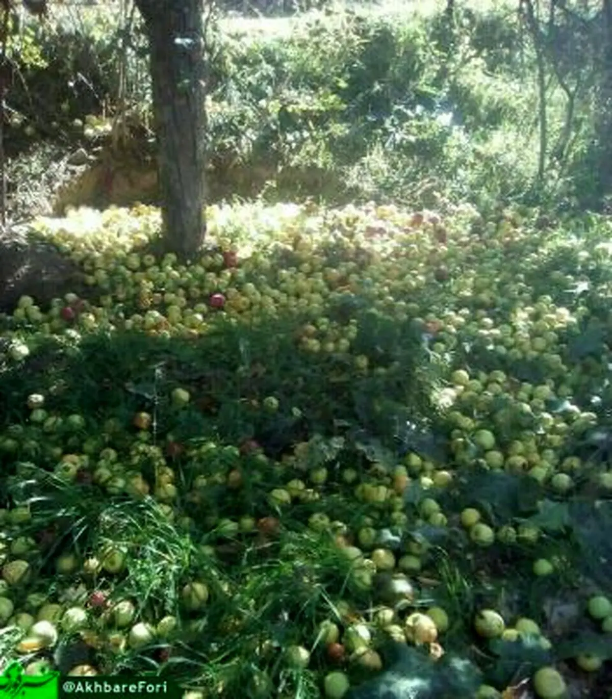 خسارت سنگین به باغداران اهر بر اثر وزش شدید باد