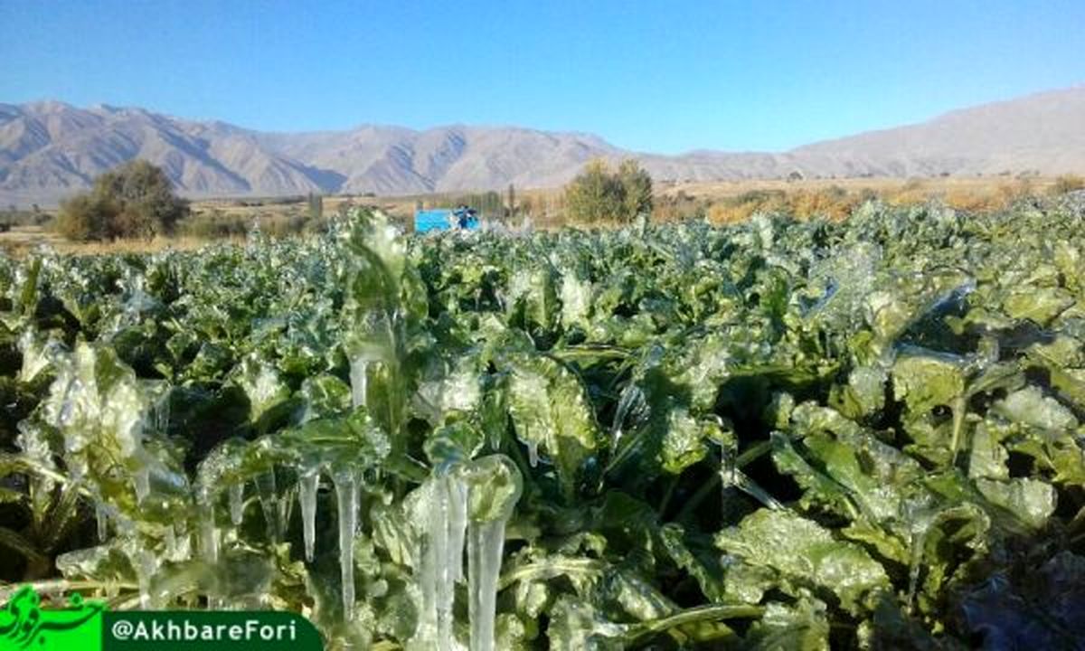 یخ زدن مزارع چغندر در پیرانشهر