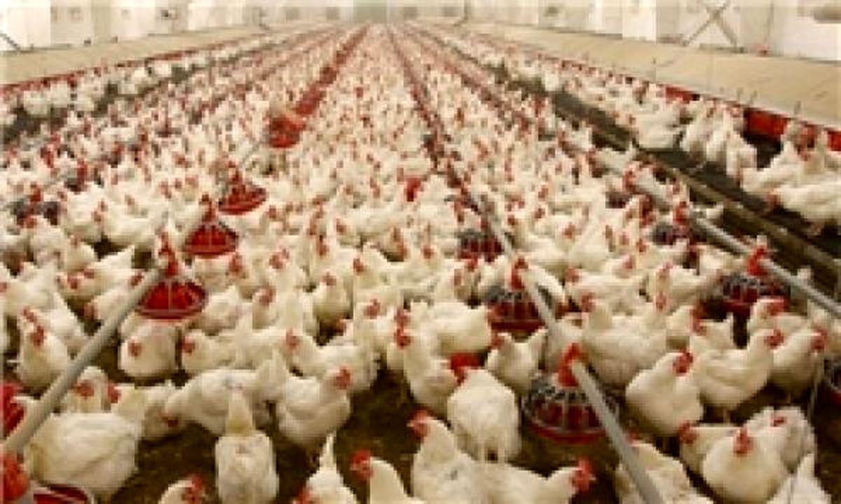 دستور رسیدگی فوری به مشکلات مرغداران/ ۸۰۰ تن گوشت مرغ مازاد تولیدکنندگان خریداری میشود
