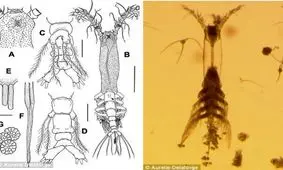 هیولای یک چشم در قطب دیده شد!