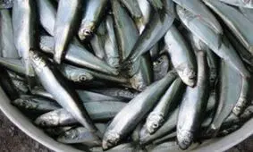کشف یک تن ماهی غیر مجاز و غیر قابل مصرف