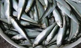 کشف یک تن ماهی غیر مجاز و غیر قابل مصرف