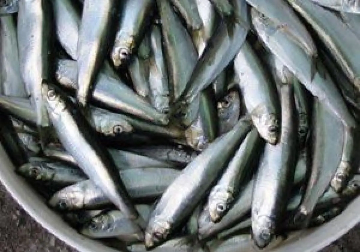 کشف یک تن ماهی غیر مجاز و غیر قابل مصرف