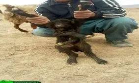 بره ای با 6 دست و پا