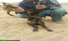 بره ای با 6 دست و پا