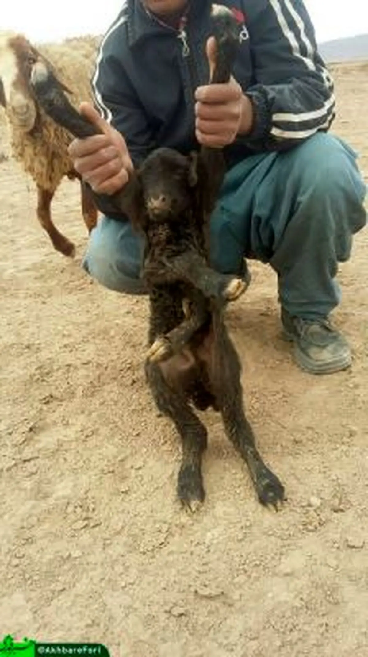 بره ای با 6 دست و پا