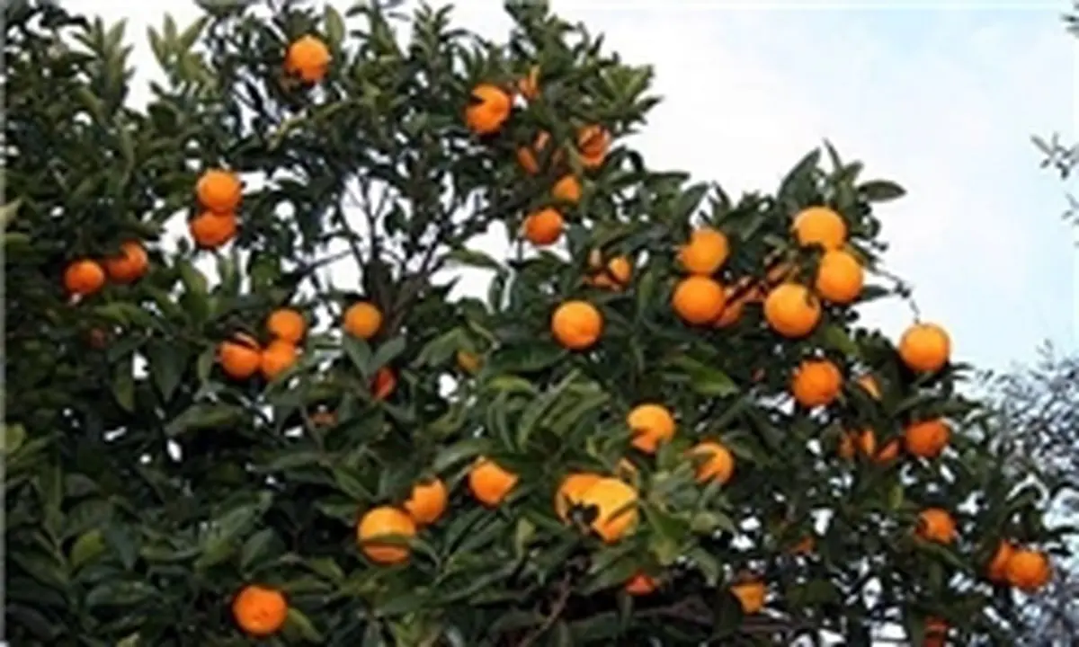 خرید پرتقال شب عید در مازندران آغاز شد