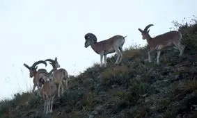 طنز / همزیستی با حیوانات وحشی